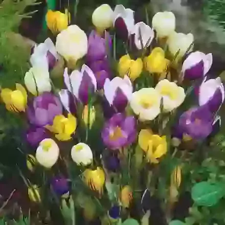 Super Mixture